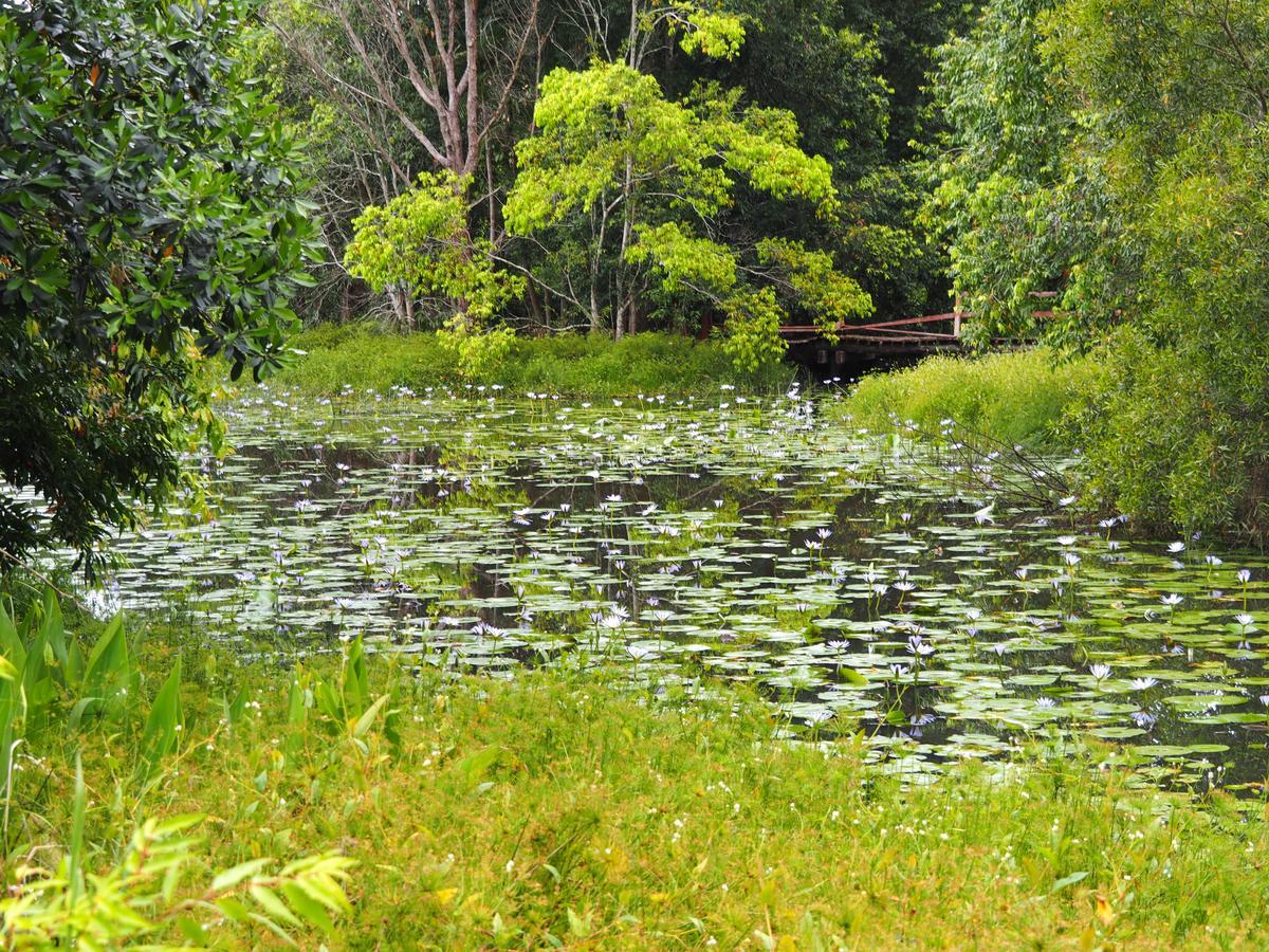 Lilypad Luxury Cabins Bellingen Eksteriør billede